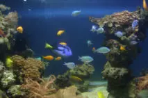 Blue Reef Aquarium